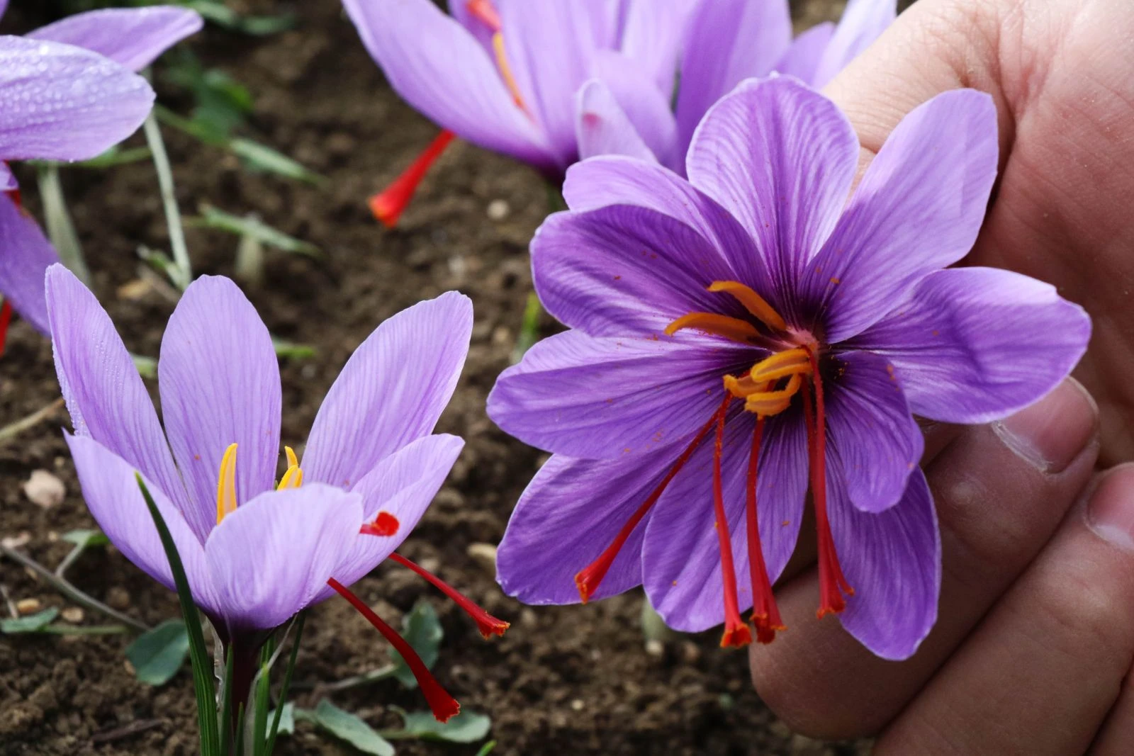 Dünyanın en pahalı baharatı üreticisinin yüzünü güldürdü