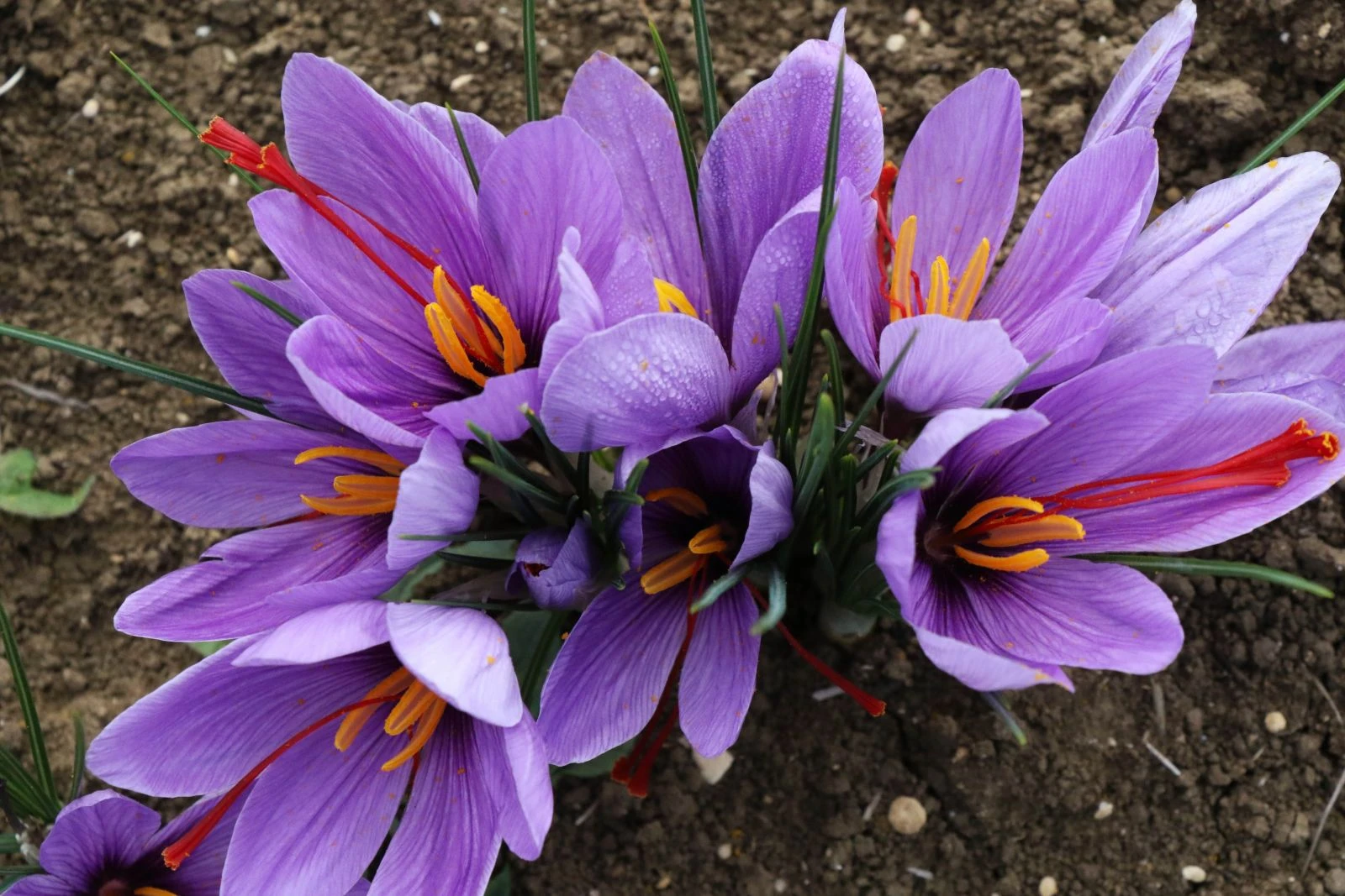 Dünyanın en pahalı baharatı üreticisinin yüzünü güldürdü