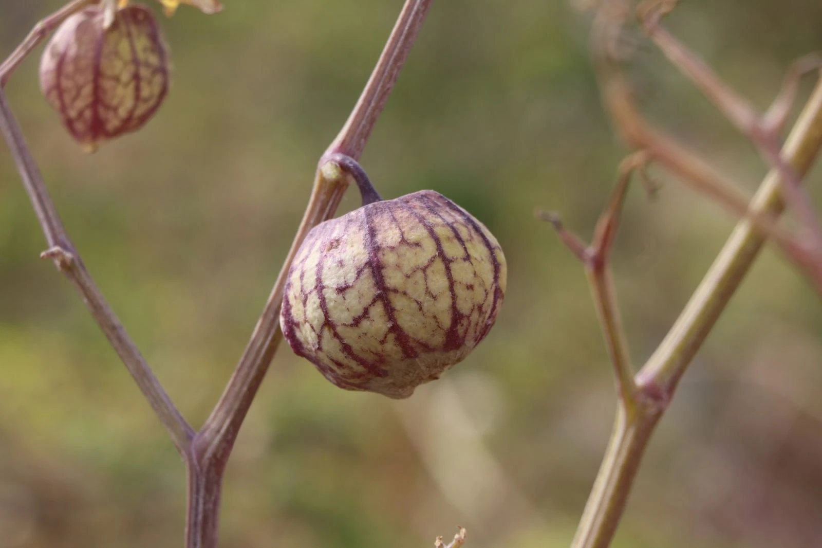 Yakalandığı meme kanserini kendi yetiştirdiği meyveyle yendi