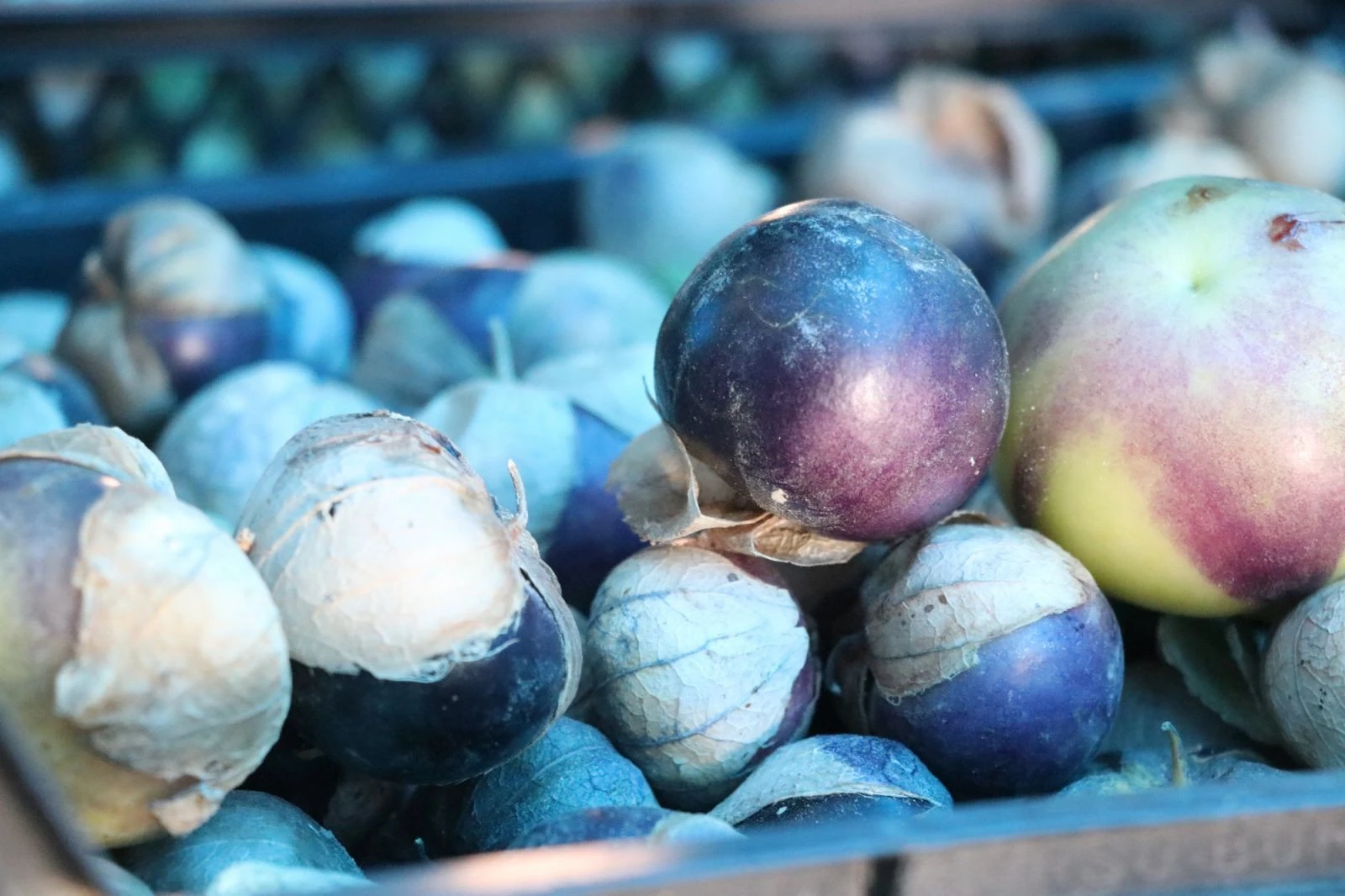 Yakalandığı meme kanserini kendi yetiştirdiği meyveyle yendi