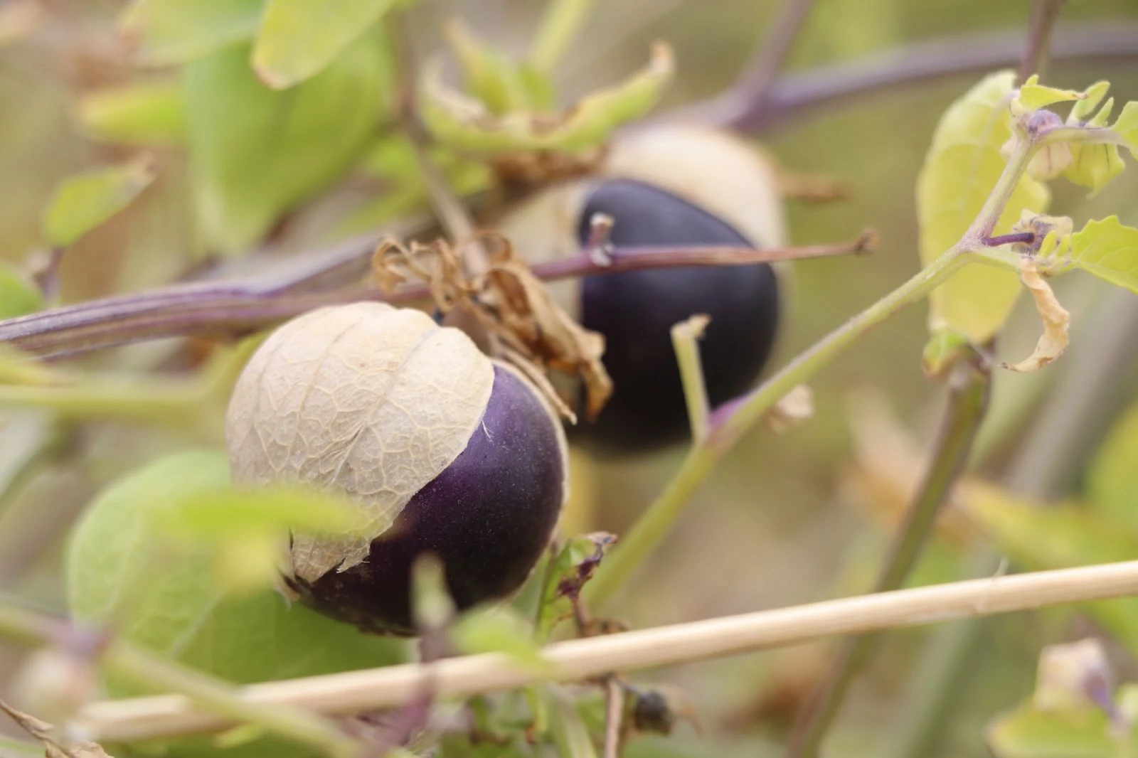 Yakalandığı meme kanserini kendi yetiştirdiği meyveyle yendi