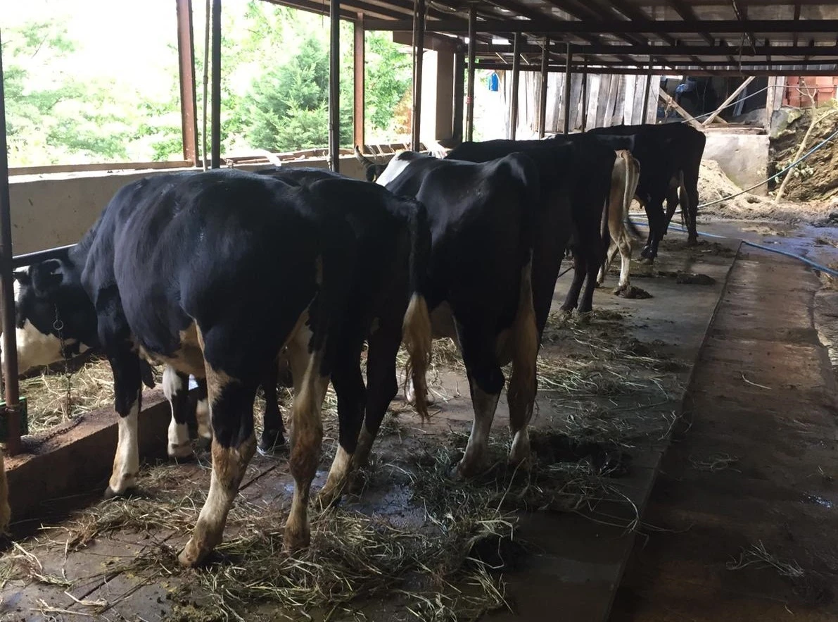 İnternet üzerinden ineklerini satmak isterken dolandırıldılar