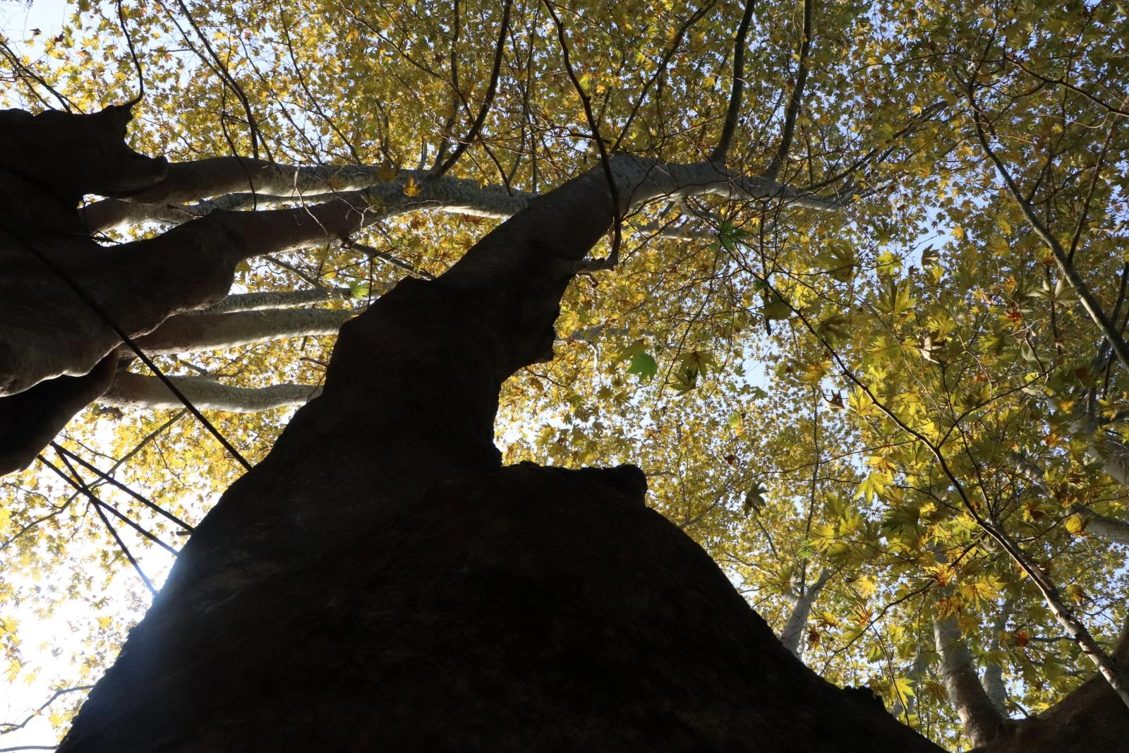 12 asırlık dev çınar