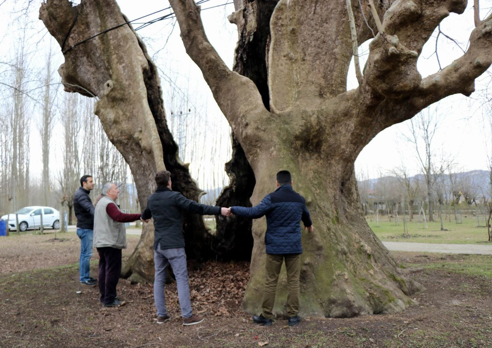 12 asırlık dev çınar