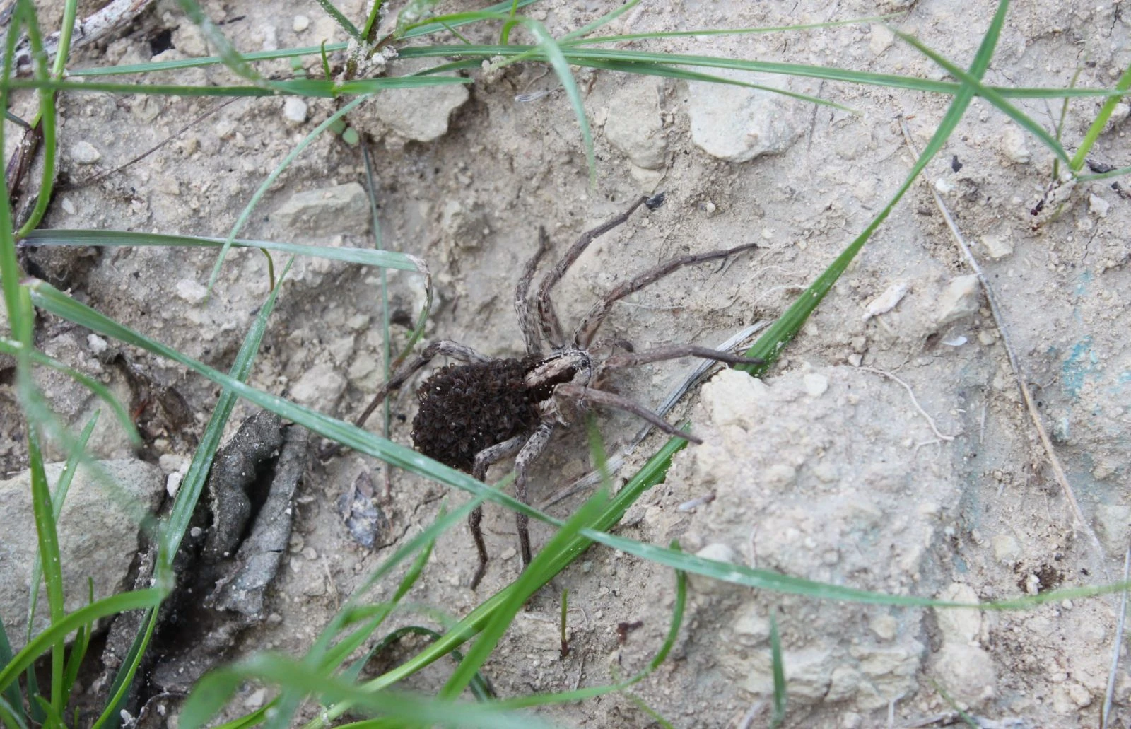 Üzerinde yüzlerce yavrusunu taşıyor