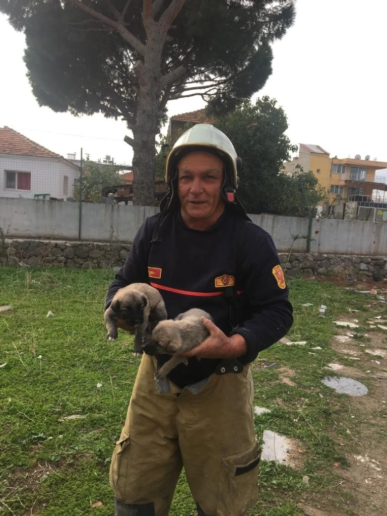 İzmir'de kuyuya düşen yavru köpekler, itfaiye ekiplerince kurtarıldı
