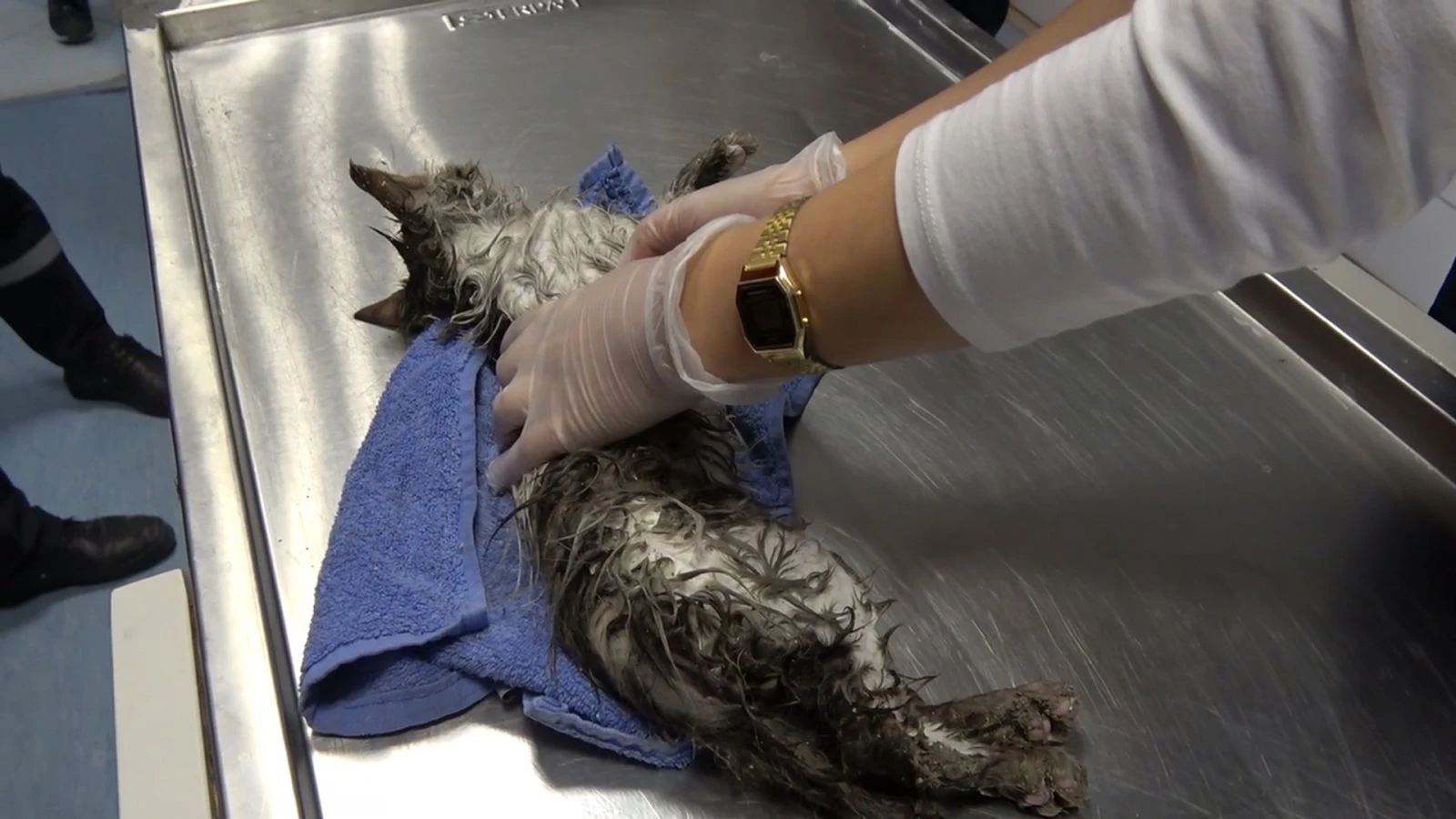 Tuvalet gider borusunda 3 gün mahsur kalan kedi kurtarıldı