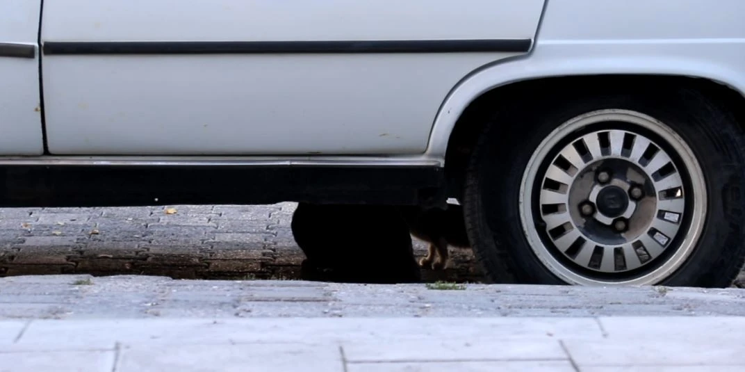 Yavrusunun kurtarılmasını otomobilin altından izledi