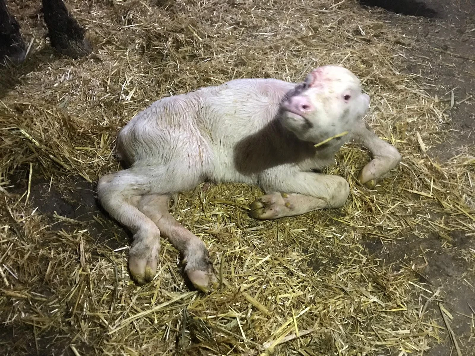 Yeni doğan manda görenleri şaşkına çevirdi