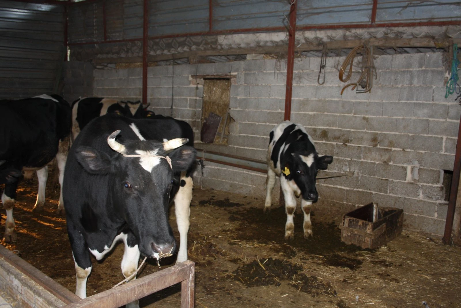 Ümidini kesen köylünün yüzünü Jandarma güldürdü