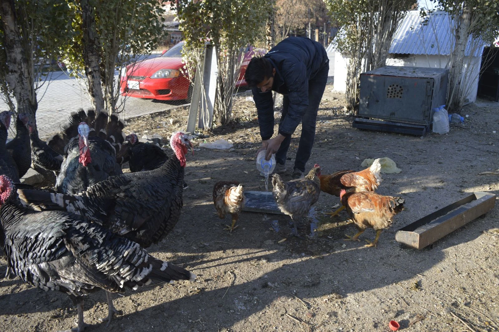 Kesmeye kıyamadığı hindileri için sanayide çiftlik kurdu