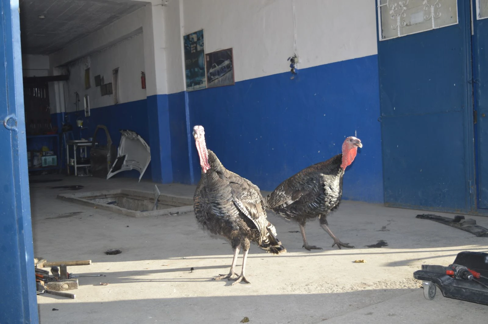 Kesmeye kıyamadığı hindileri için sanayide çiftlik kurdu