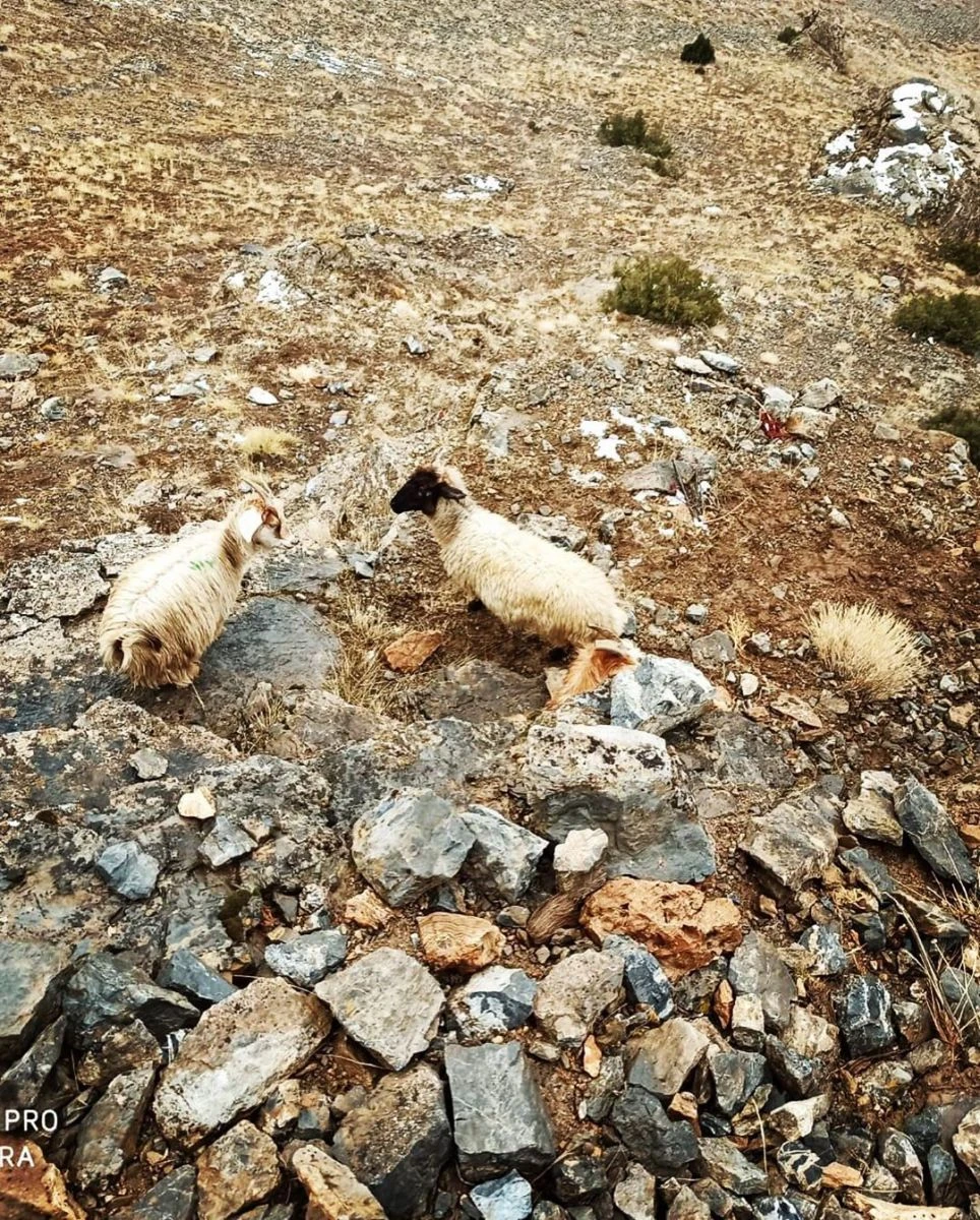 Sarp kayalıklarda mahsur kalan 2 çoban ve 6 koyun kurtarıldı