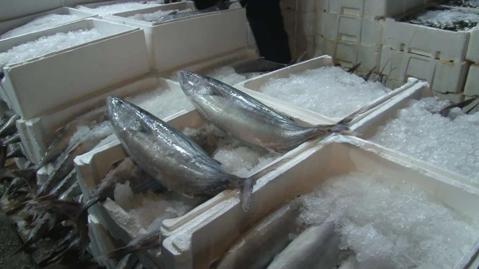 Balıkçılara gece denetimi