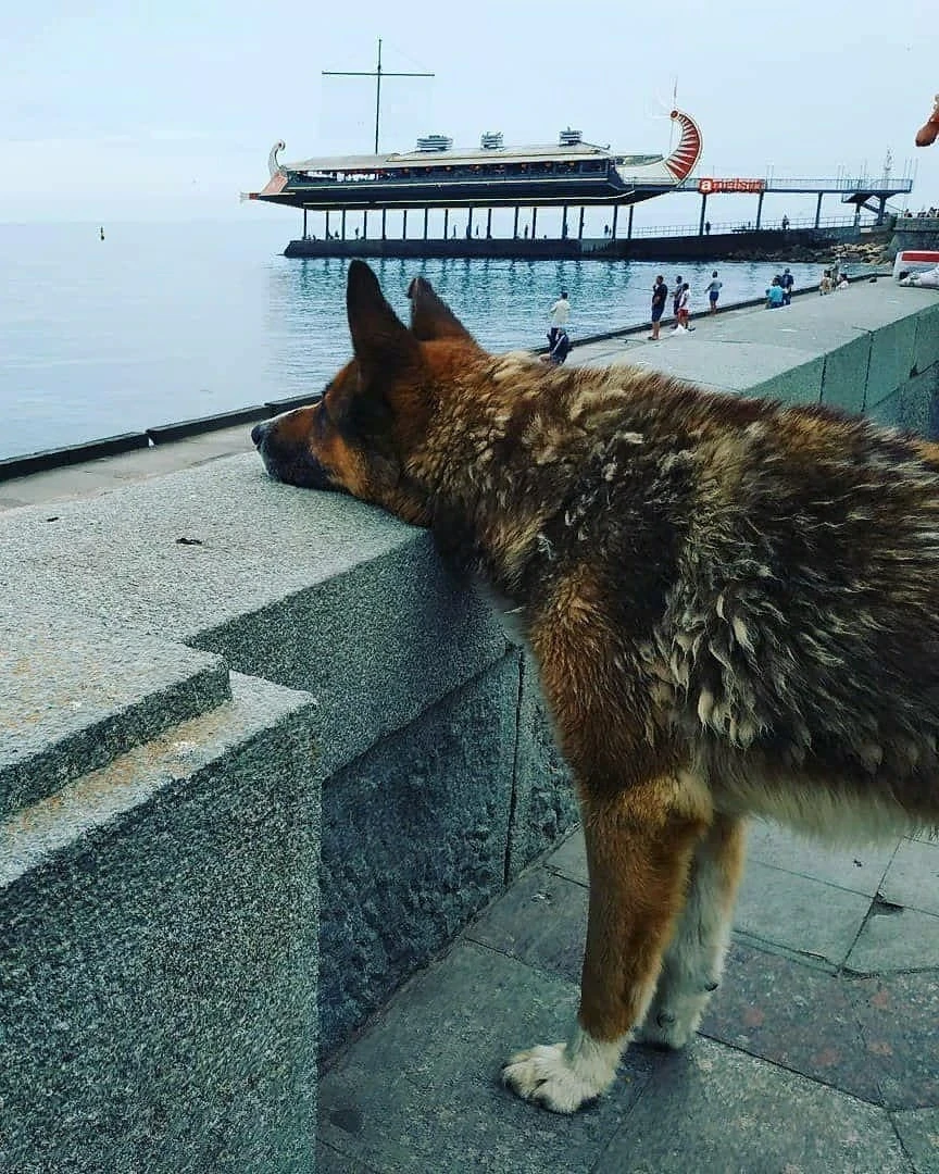 Kırım’ın Haçiko’su 9 yıldır sahibini bekliyor