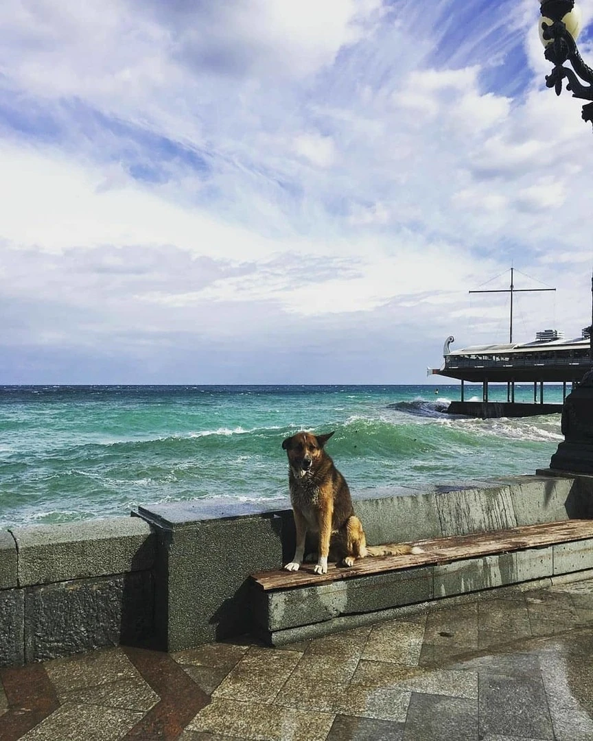 Kırım’ın Haçiko’su 9 yıldır sahibini bekliyor