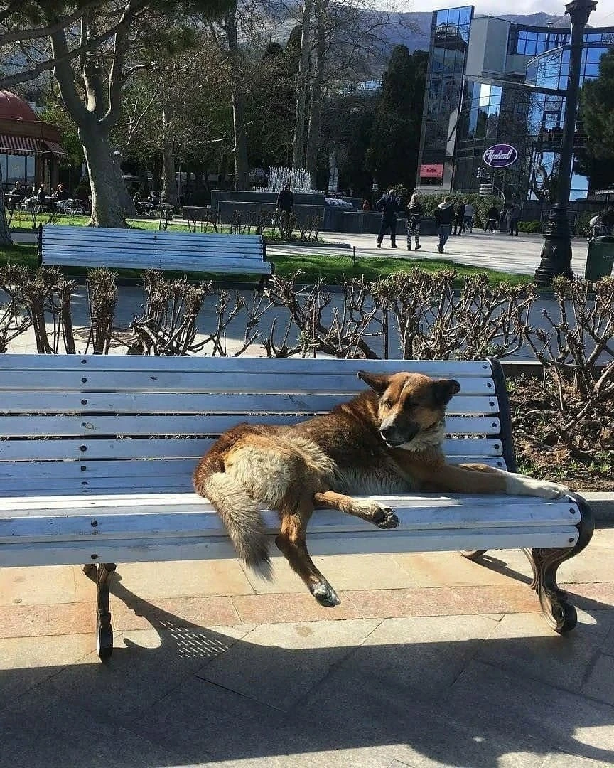 Kırım’ın Haçiko’su 9 yıldır sahibini bekliyor