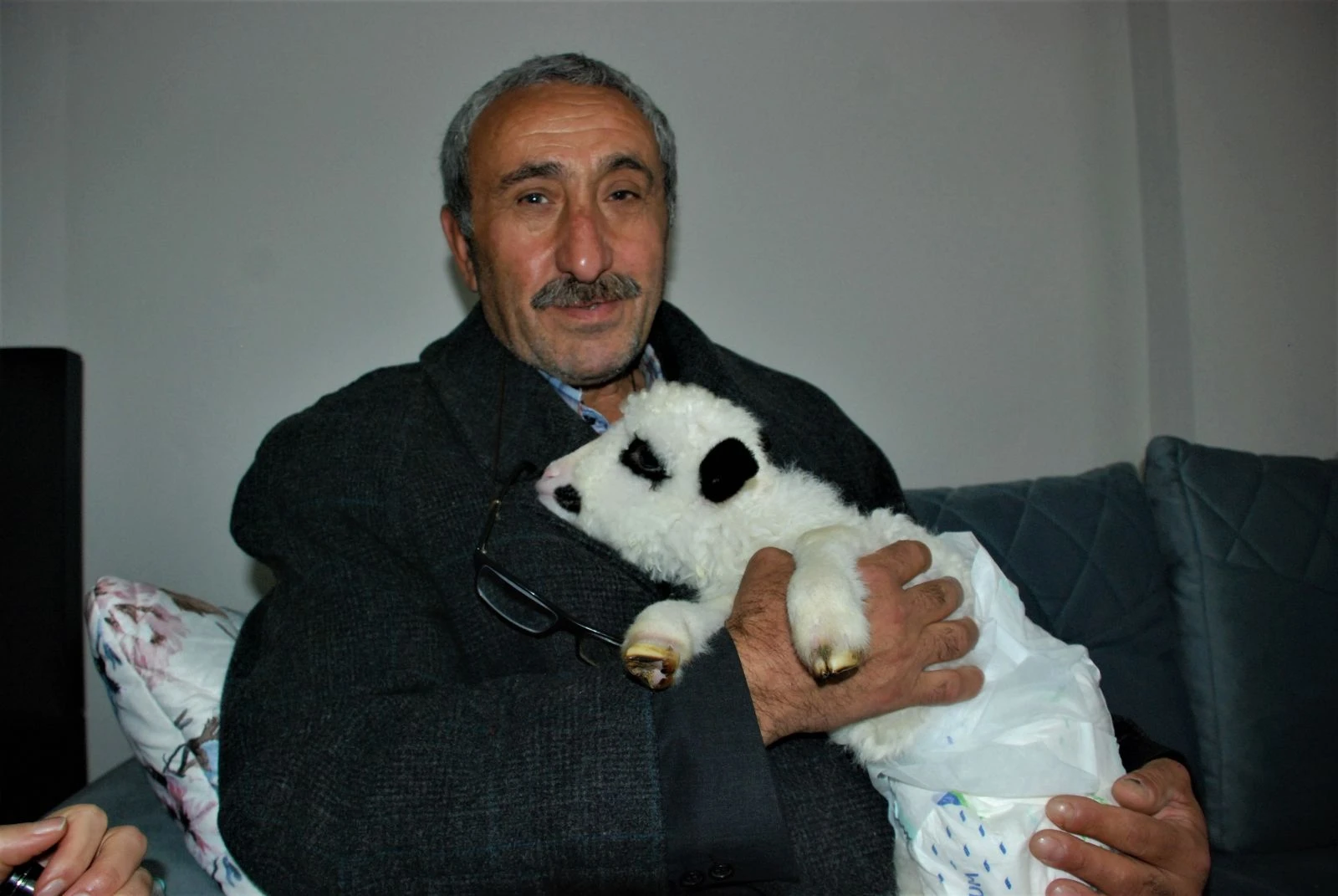 Yavru kuzuya evlerinde bebek gibi bakıyorlar