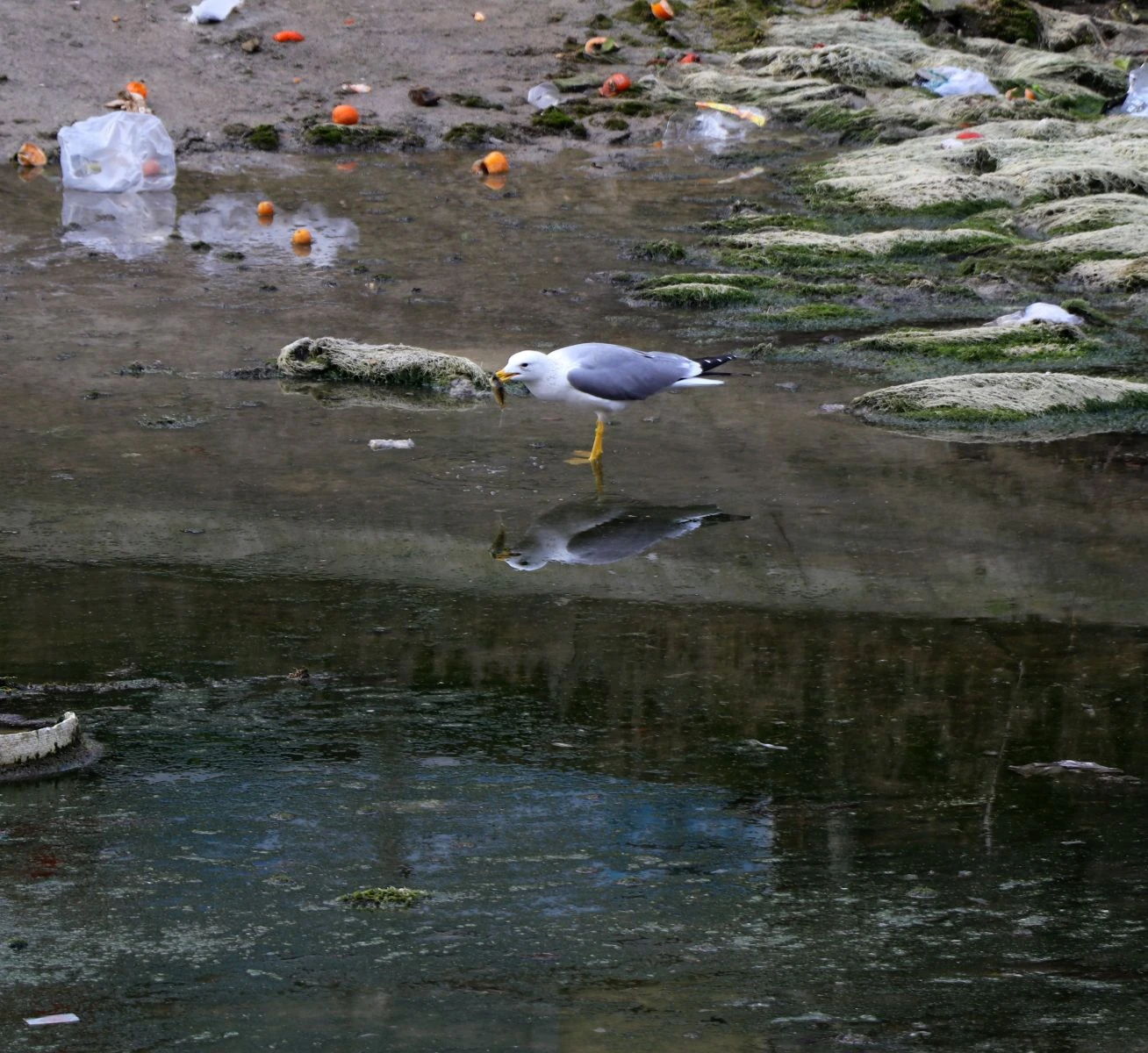 Çukurova'yı besliyordu! Şimdi çöplüğe döndü