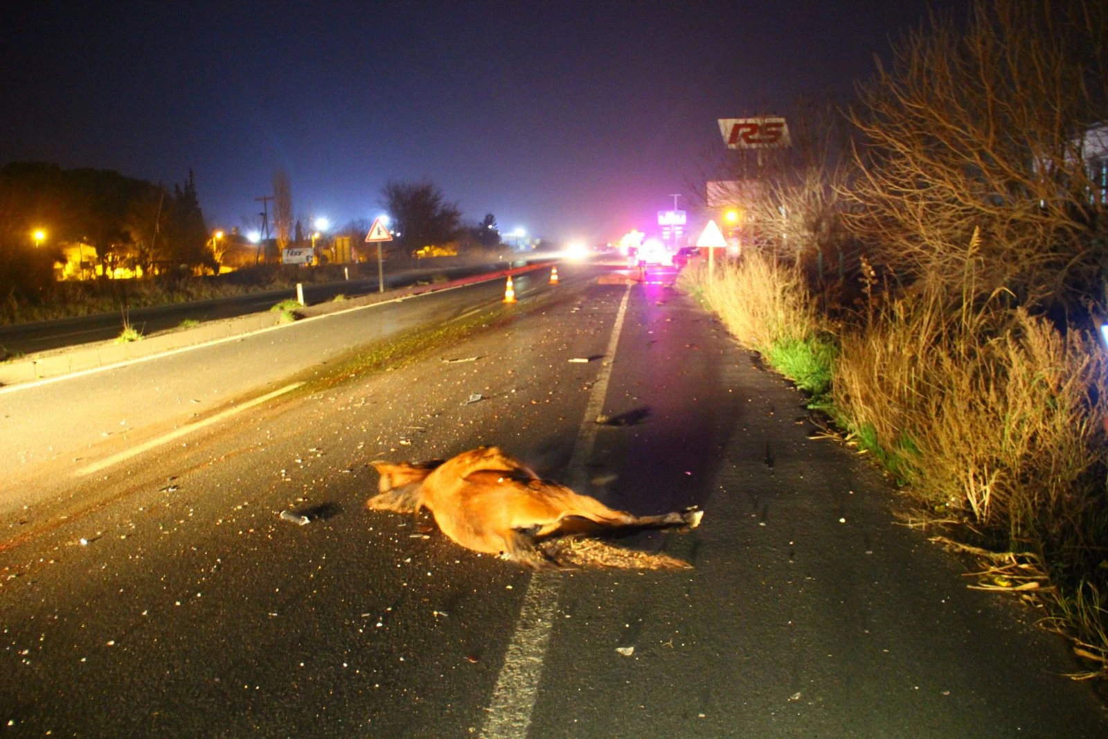 Başıboş atlar, sürücülerin korkulu rüyası haline geldi