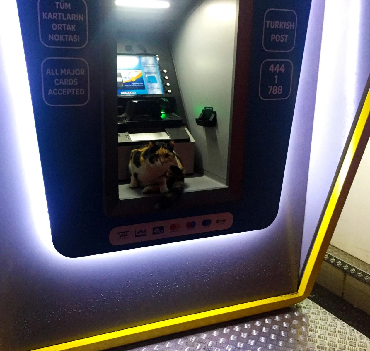 Sokak kedisi fırtınadan ATM'ye sığındı