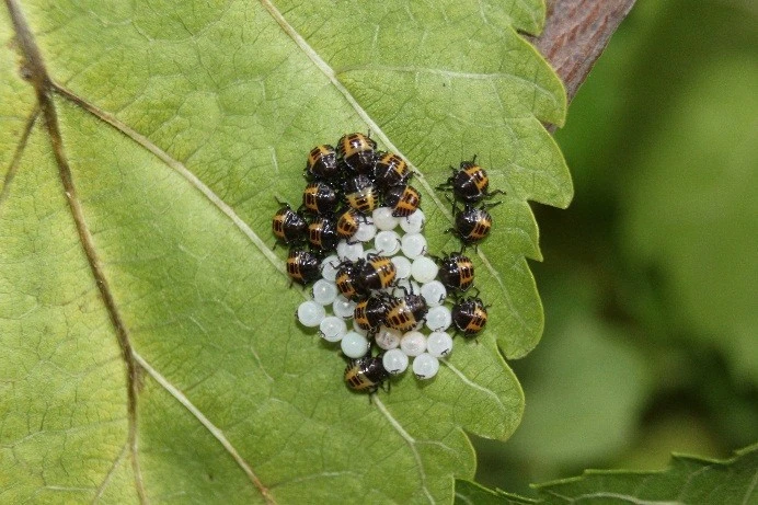 Tarlalardan ormanlara yönelen böcekler vatandaşların kabusu oldu