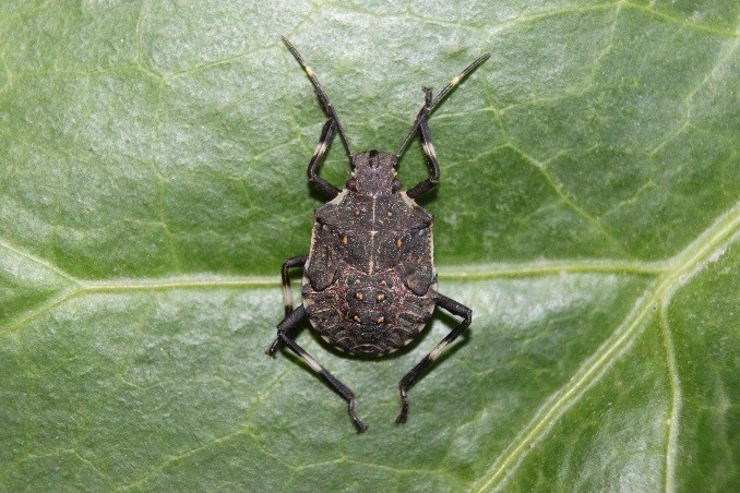 Tarlalardan ormanlara yönelen böcekler vatandaşların kabusu oldu