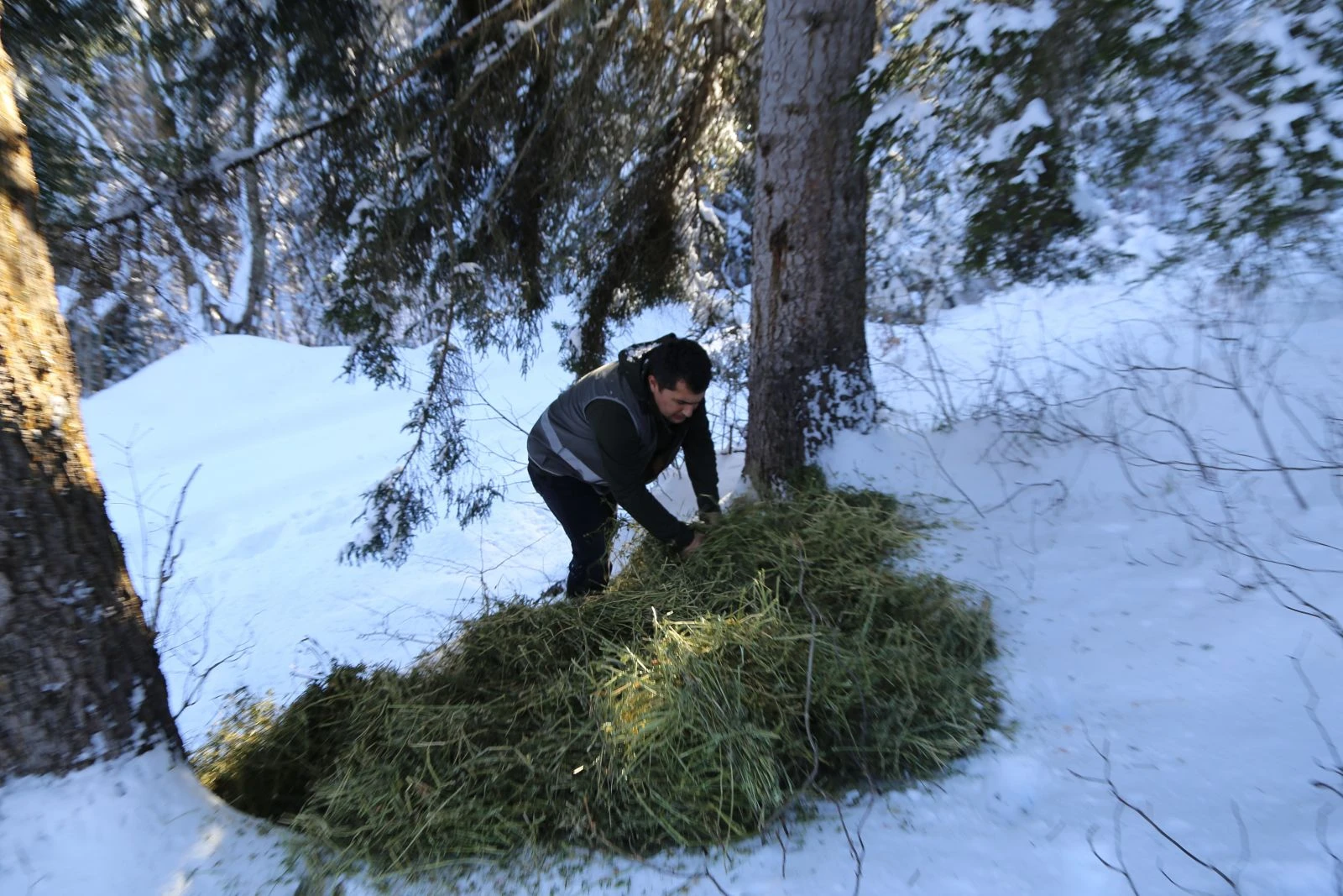 Yaban hayvanları için doğaya yem bırakıldı