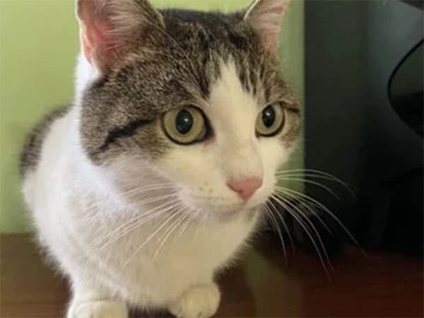 Rus kedisi 320 bin dolara satışa çıkarıldı