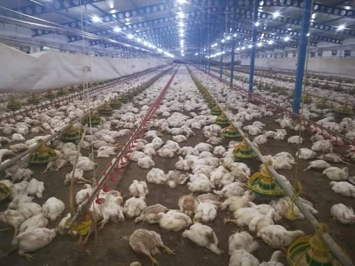 Havalandırma fanları arızalanan çiftlikte 27 bin 500 tavuk telef oldu