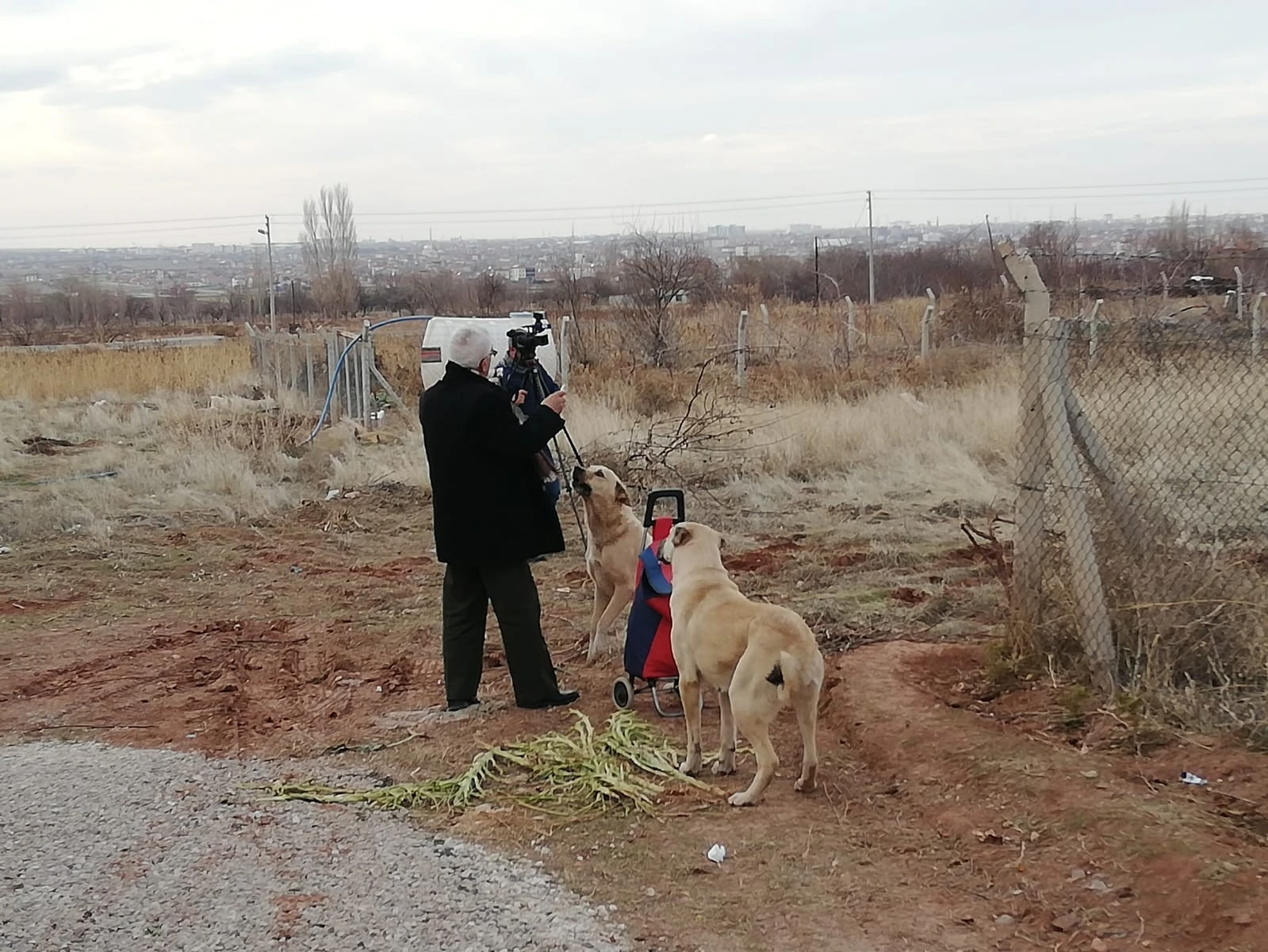 20 yıldır pazar arabasıyla hayvanlara yiyecek taşıyor