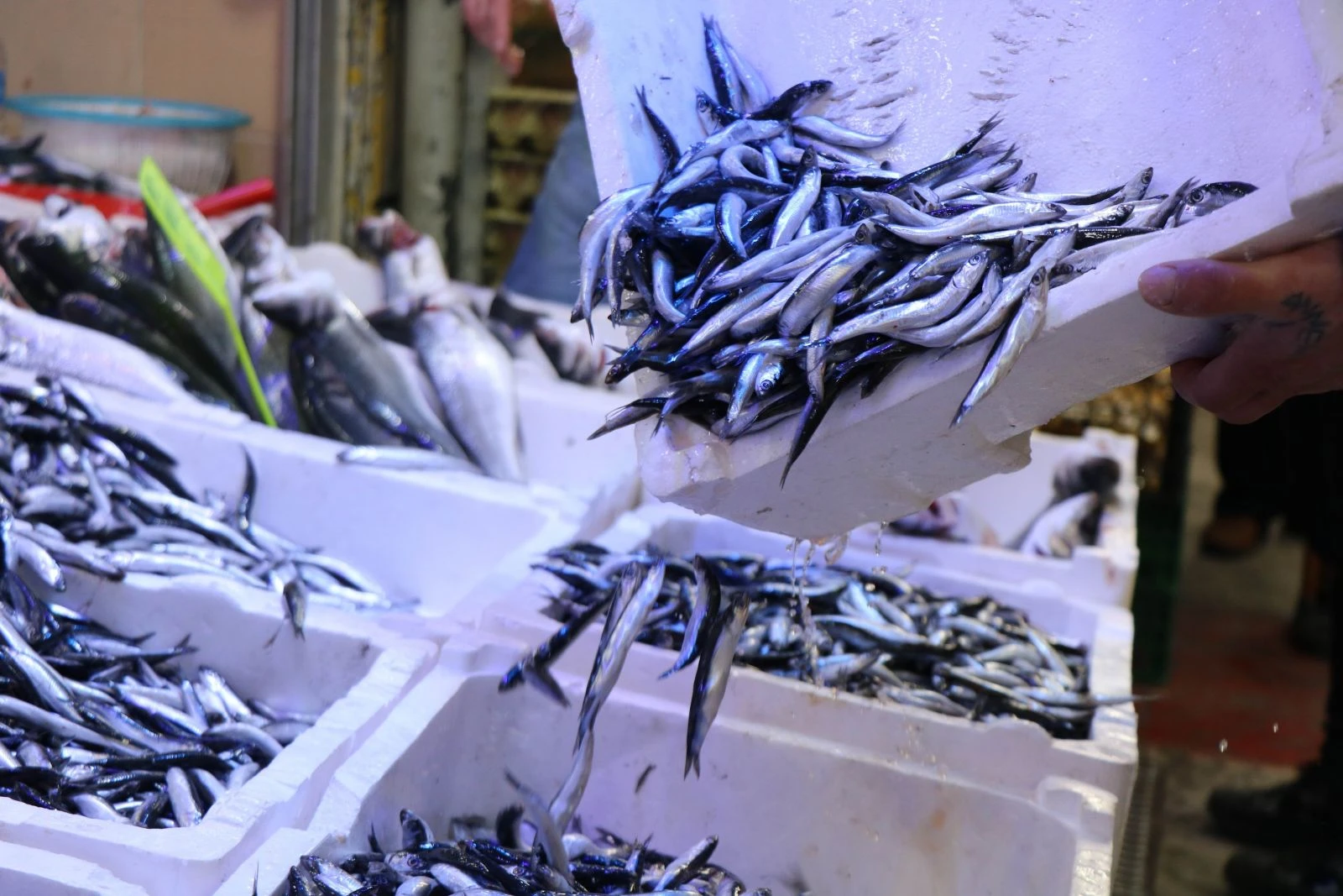 Fiyatı düşen hamsiye hücum