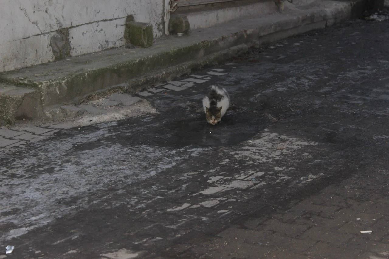 Soğuk havalar dondurdu, kar sevindirdi