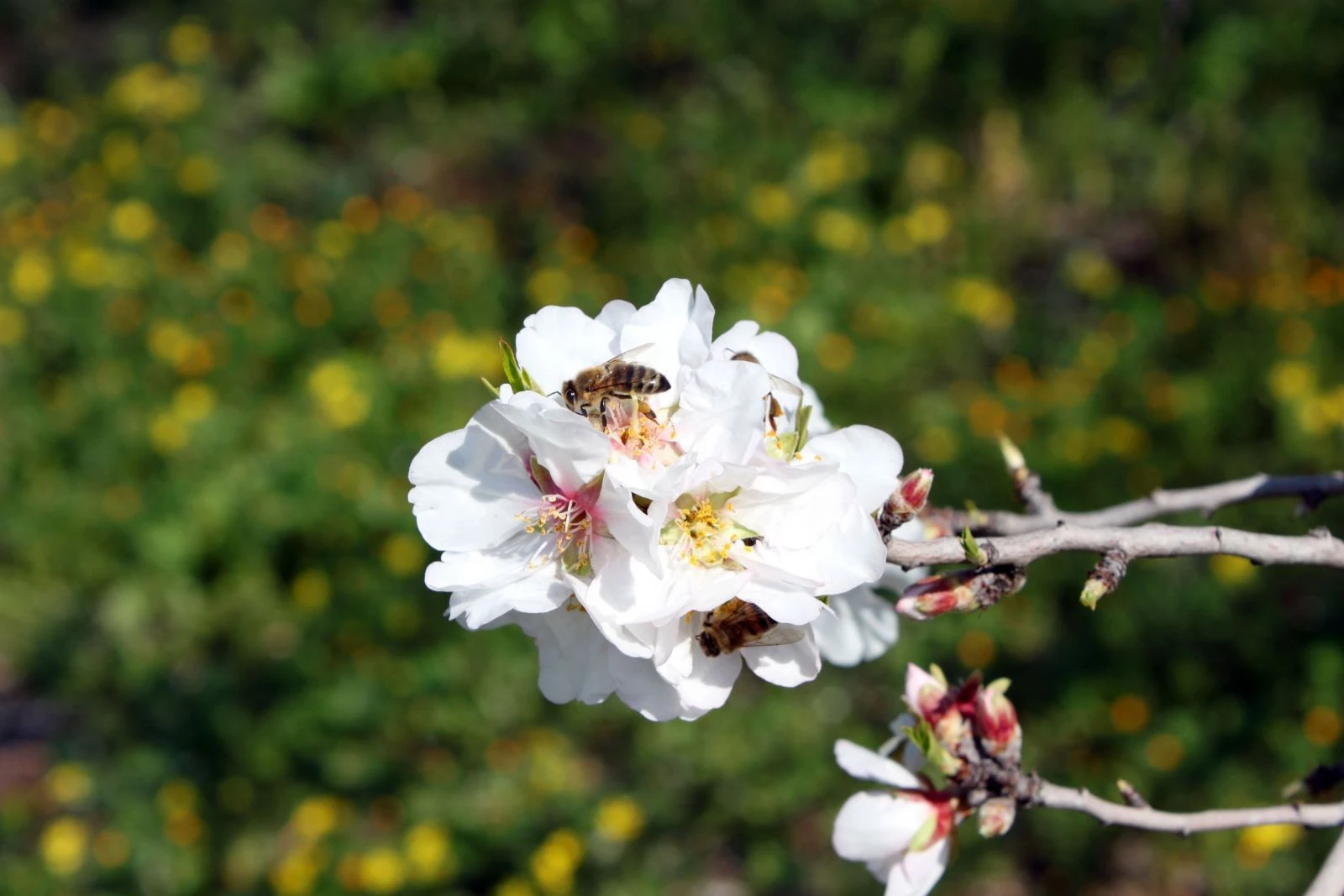 İlk cemre havaya düştü, bahar müjdesi geldi