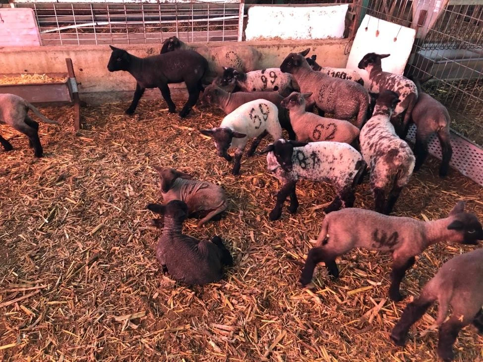 Bu koyunlardan almak için 6 ay sıra beklemeniz gerekiyor