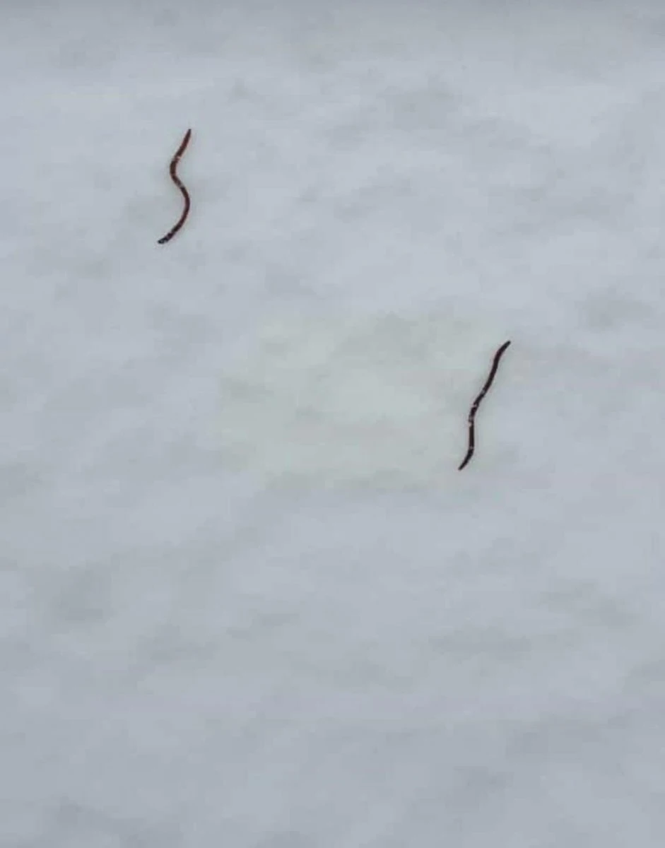 Binlercesi kar üstüne çıktı, vatandaş paniğe kapıldı