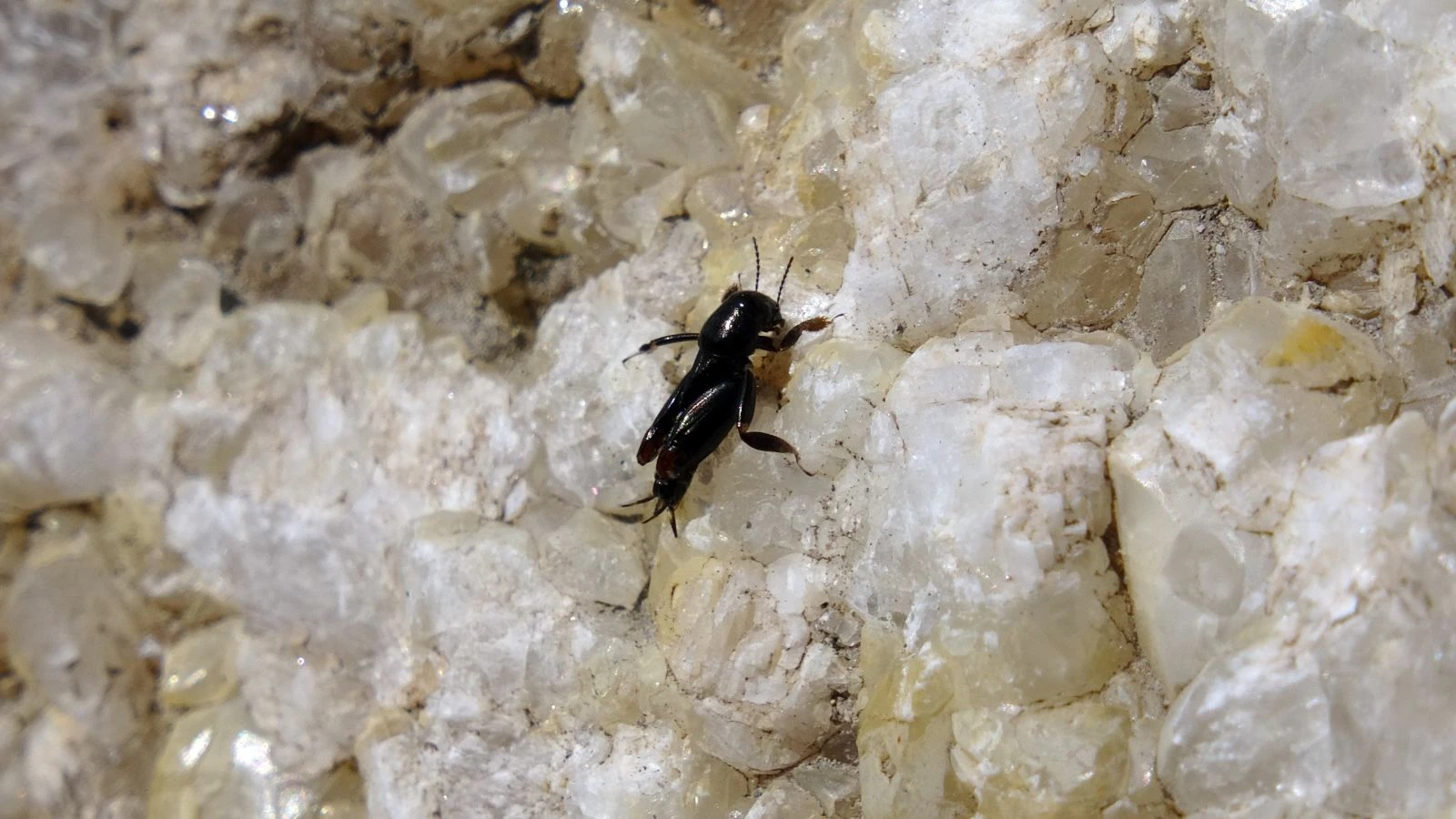 Karabük'te korkutan görüntü