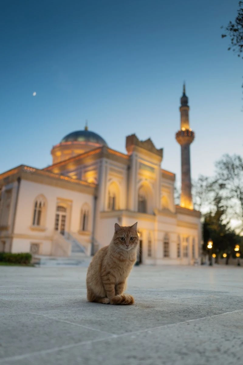 İstanbul Valisi Yerlikaya’dan sokak hayvanlarıyla ilgili paylaşım