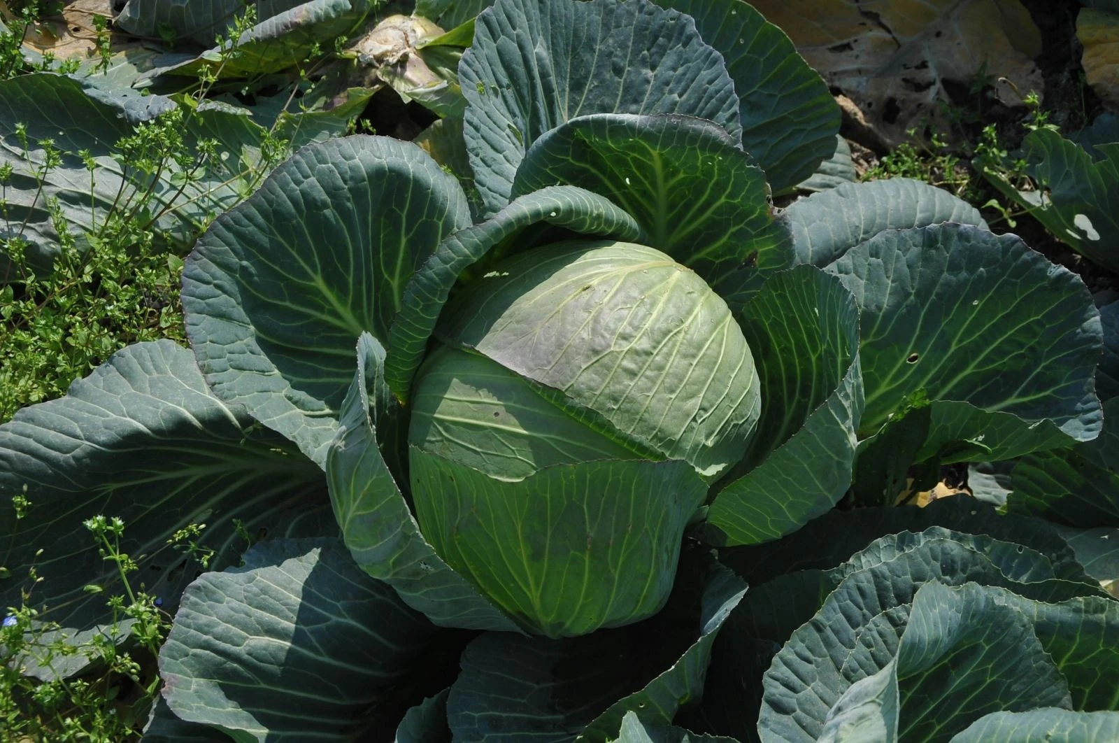 Tarlada hasat bekliyor! Geçen sene 3 liraydı, bu sene 25 kuruş