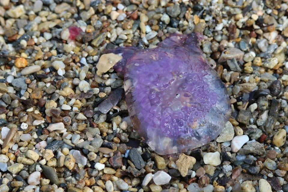 Ölü halde bile zehir saçıyor! Kuşadası Körfezi’nde ortaya çıktı
