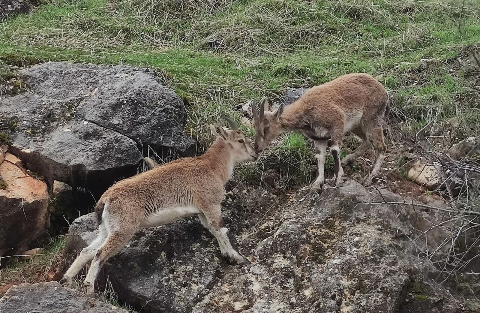 Sokakların boş kaldığı ilçe yine yaban keçilerine kaldı