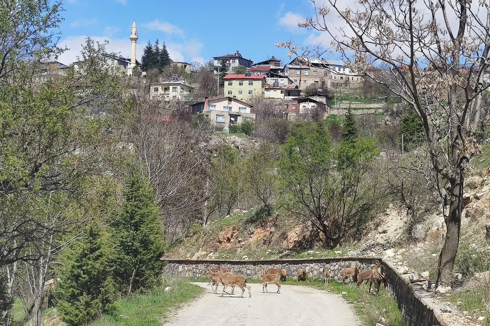 Sokakların boş kaldığı ilçe yine yaban keçilerine kaldı