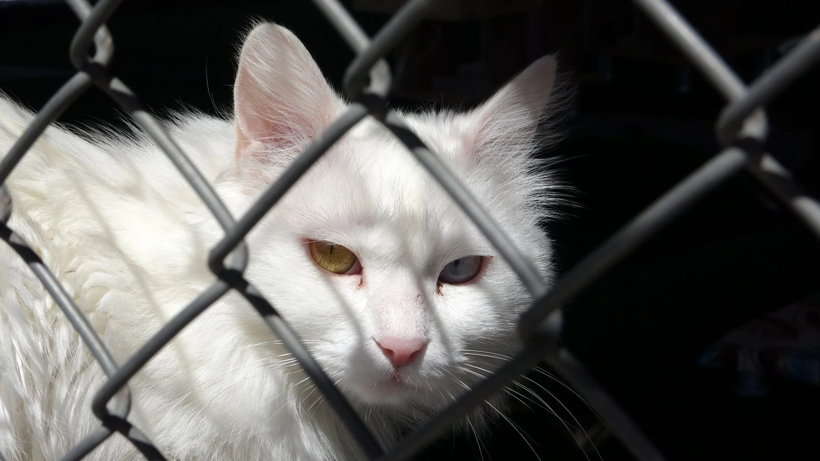 Dünyaca ünlü Van kedileri ‘sevgisiz’ kaldı