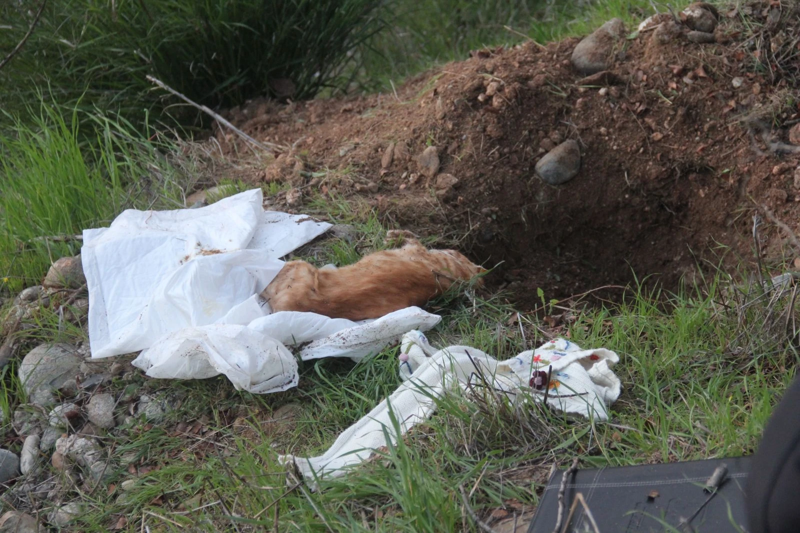 Hemşirenin gömdüğü kedi polisi alarma geçirdi