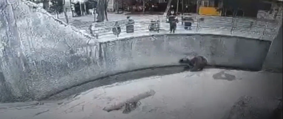 Acımasız anne 3 yaşındaki kızını ayının yanına attı