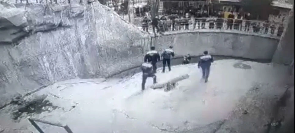 Acımasız anne 3 yaşındaki kızını ayının yanına attı