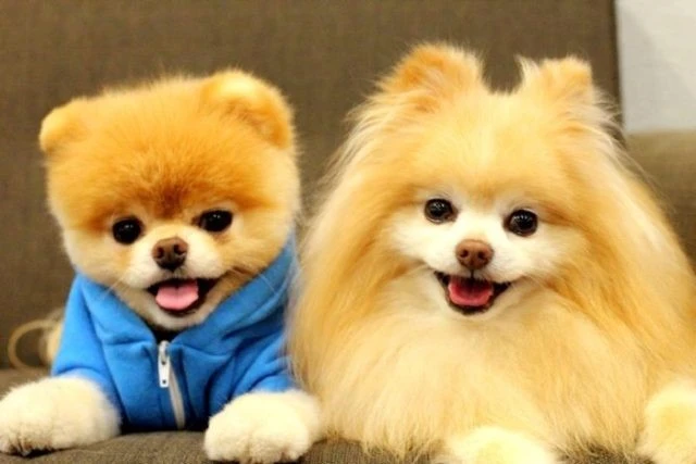 Dünyanın En Sevimli Köpeği