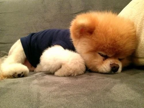 Dünyanın En Sevimli Köpeği