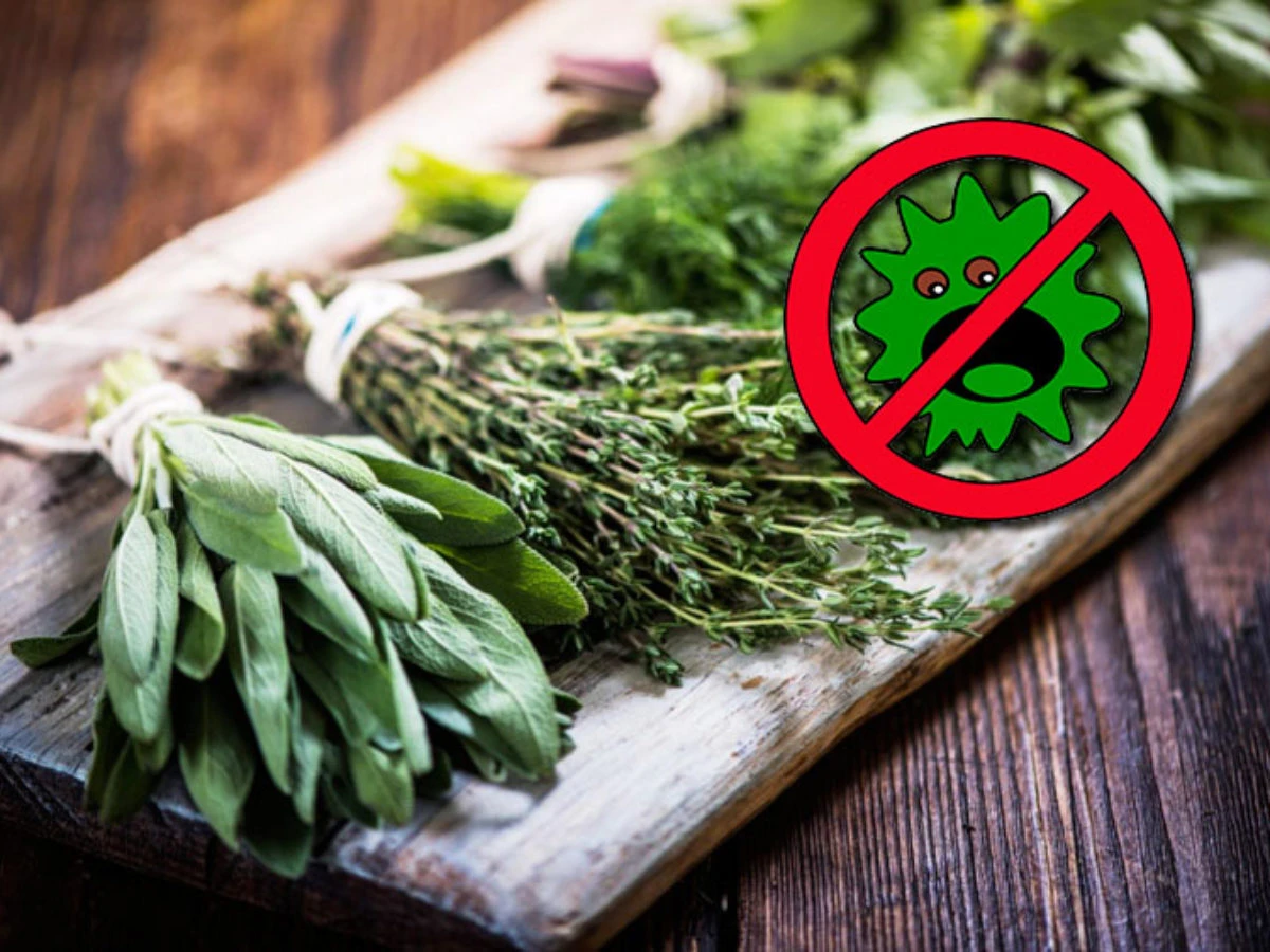 Solunum Sistemi Şifalı Bitkiler