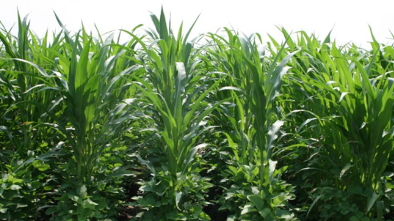 Avrupa Birliği'nden ürün yasağı! Ormanda tahribat oluşturduğu için üretimine kısıtlama gelecek ürünler neler?